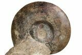 Tall, Jurassic Ammonite (Hammatoceras) Display - France #227081-5